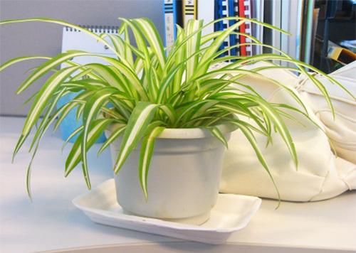 慈世堂：办公空间的绿化应该摆设什么植物好
